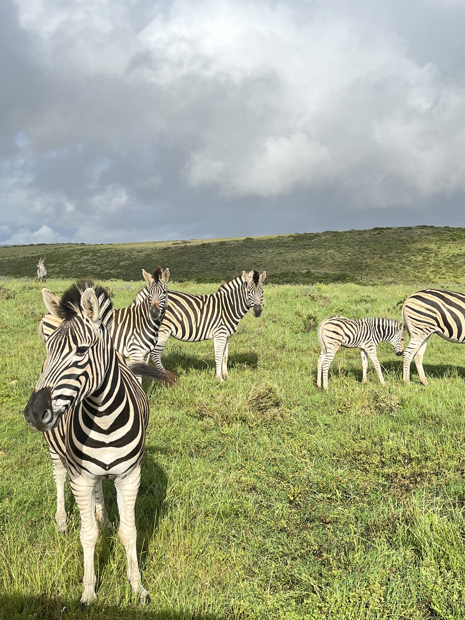 Путешествие в Южную Африку