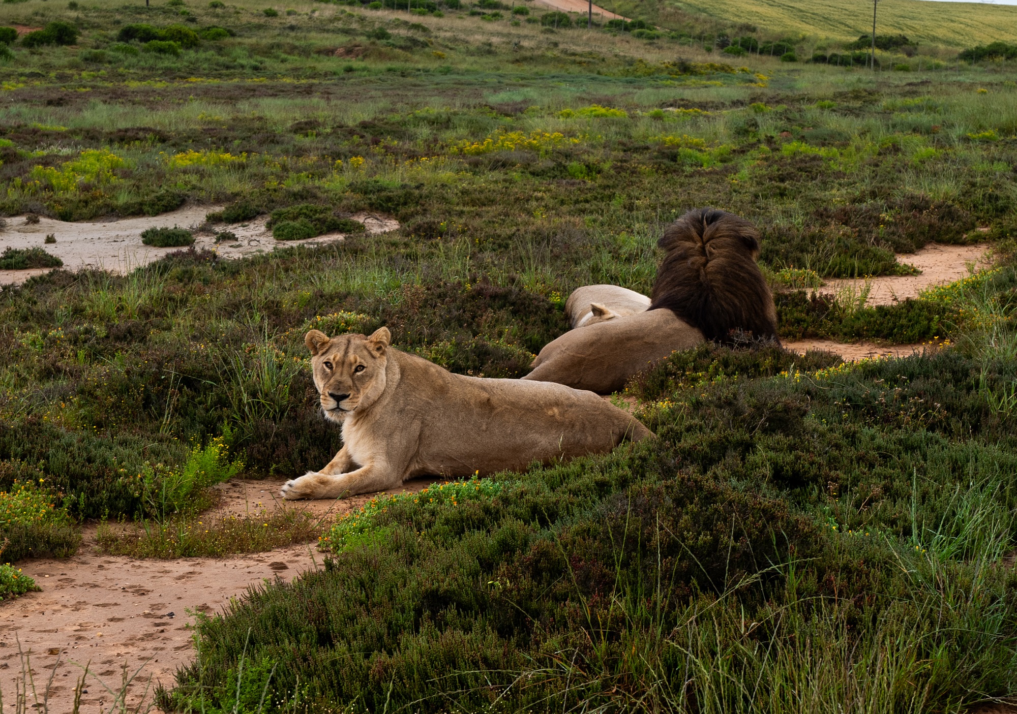 Путешествие в Южную Африку